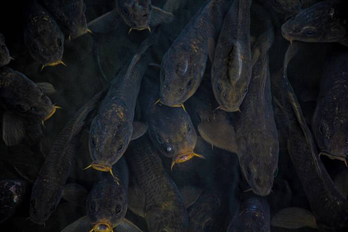 Karagöl muhteşem doğası ile masal diyarlarını andırıyor 14